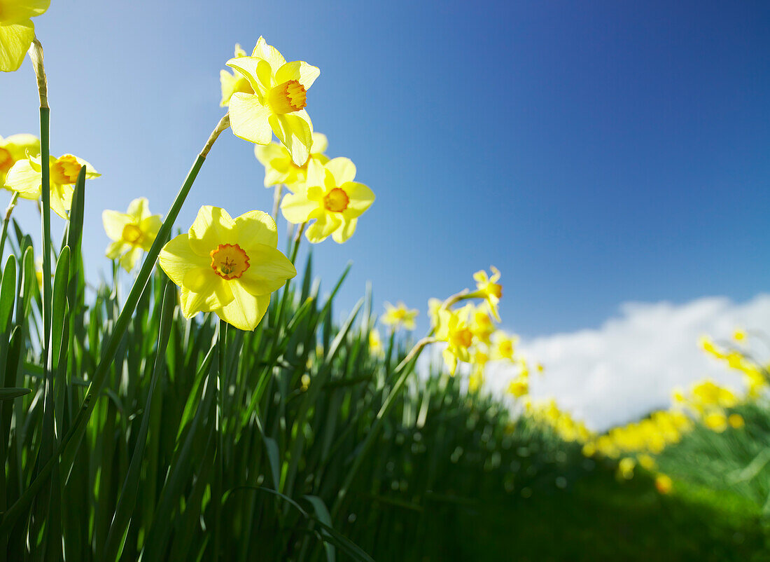 Row of yellow daffodils against blue sky
