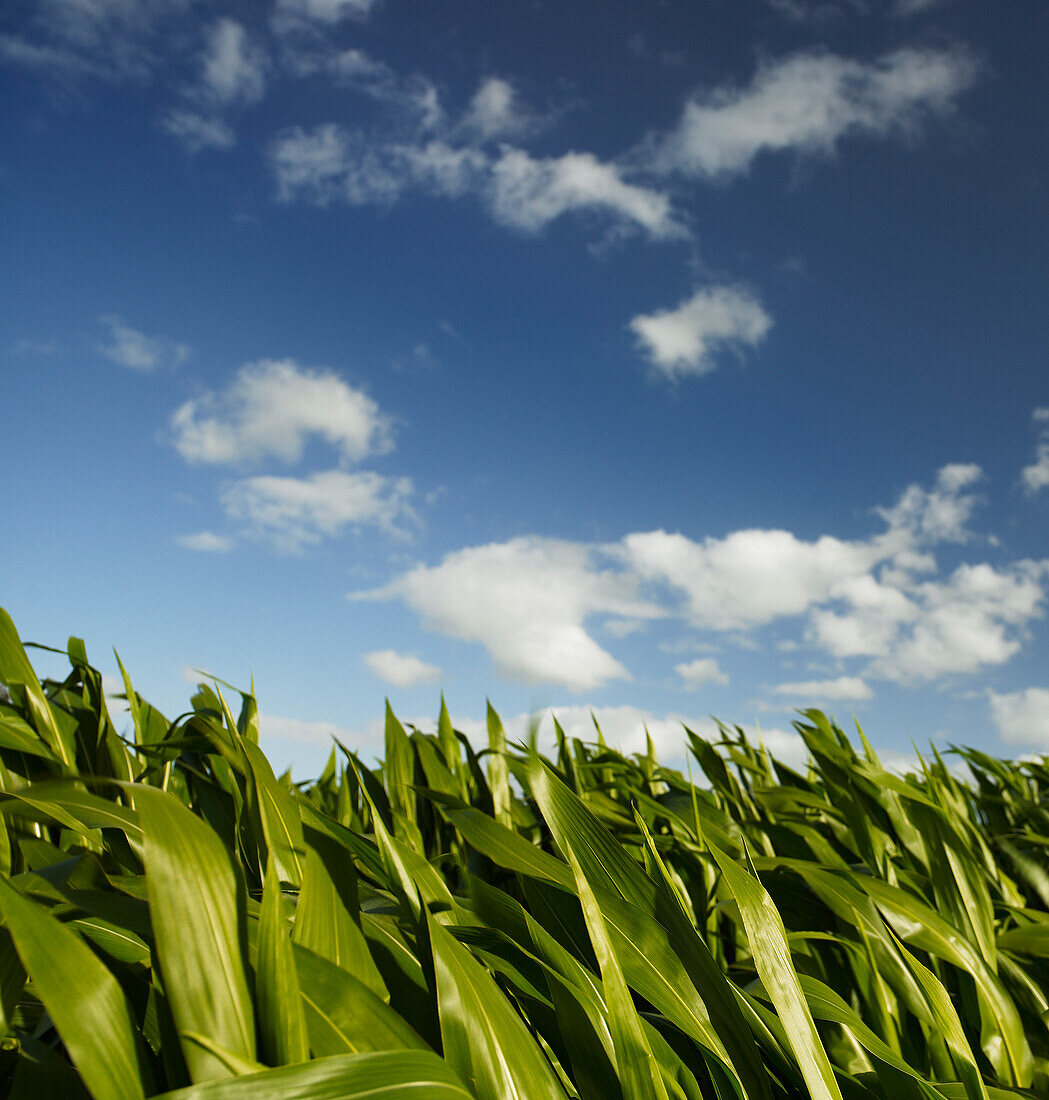 Tops of healthy maize/corn leaves against blue sky