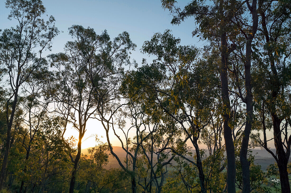 Am späten Nachmittag scheint Sonnenlicht durch Gum Trees im Lamington National Park