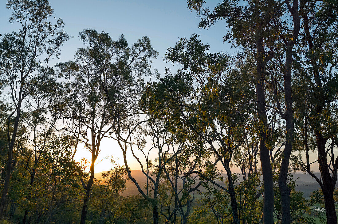 Late afternoon sunlight shining through Gum Trees in Lamington National Park