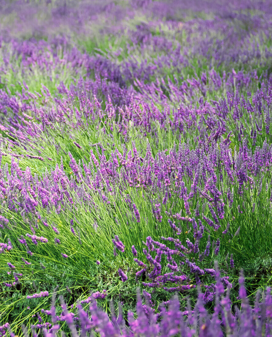 Nahaufnahme von Lavendel, der in einem Feld wächst
