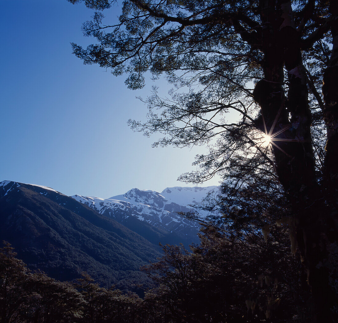 Looking past large trees to snowy mountain range