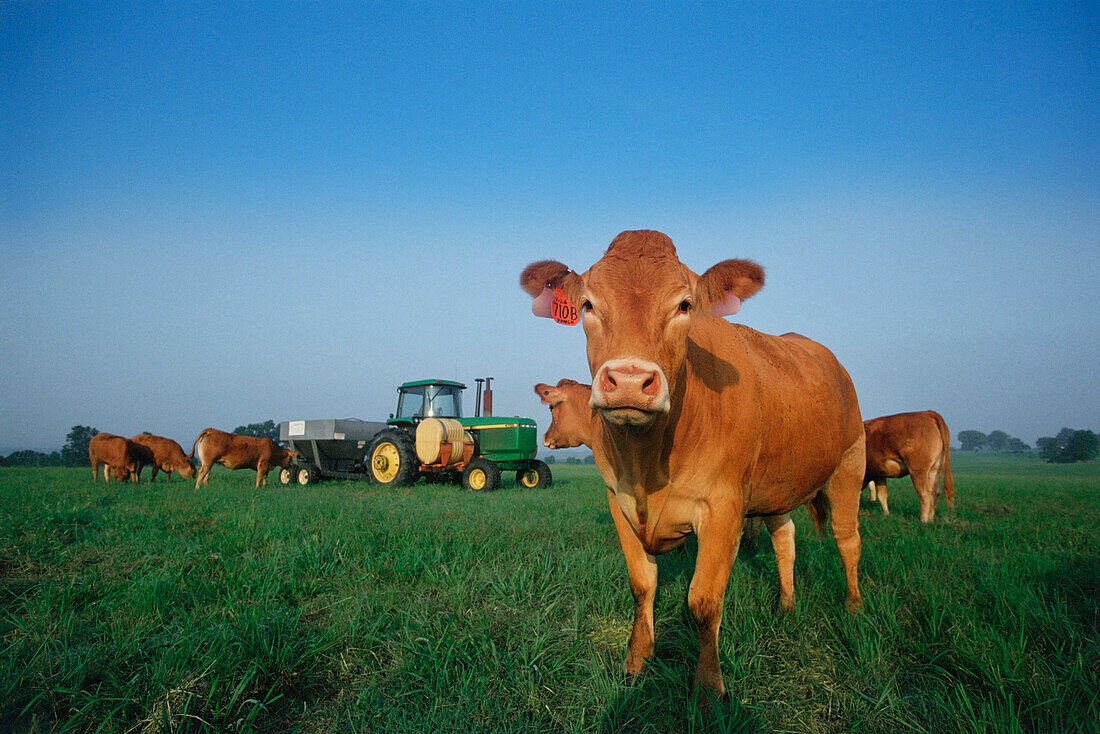 Kuhherde auf einer Farm, Mississippi, USA