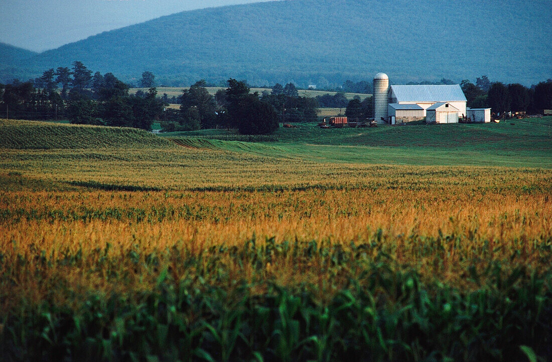 Farmhouse and silo in a field, Lancaster, Lancaster County, Pennsylvania, USA