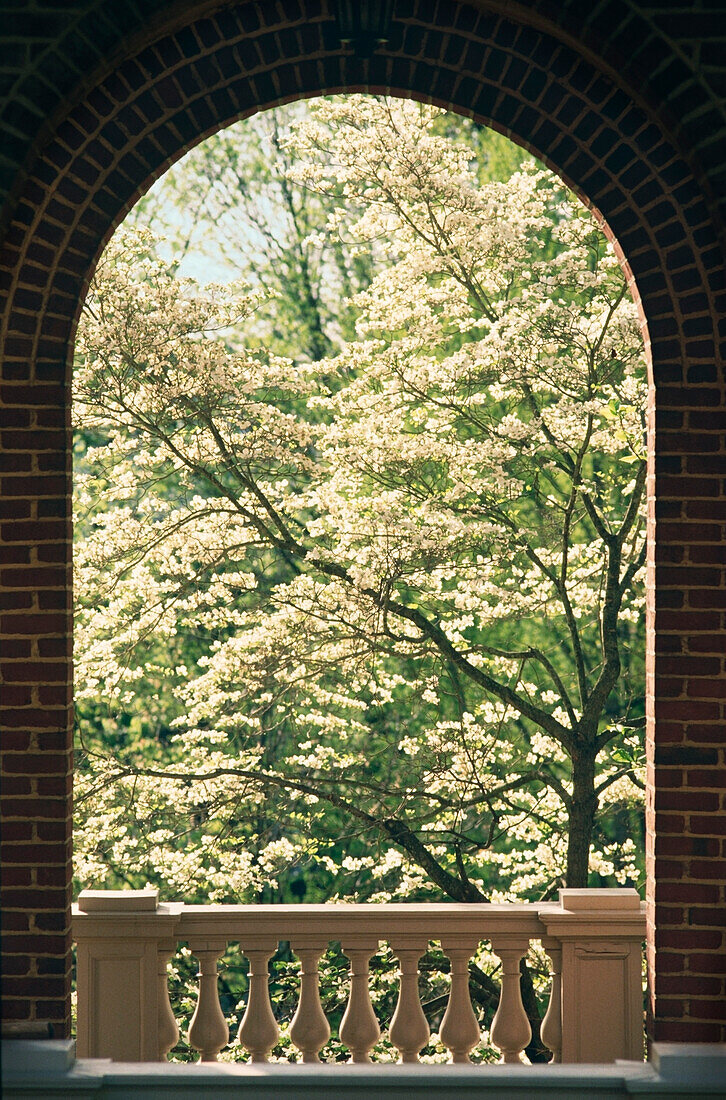 Archway with blooming tree in background, Millsap's College, Jackson, Hinds County, Mississippi, USA