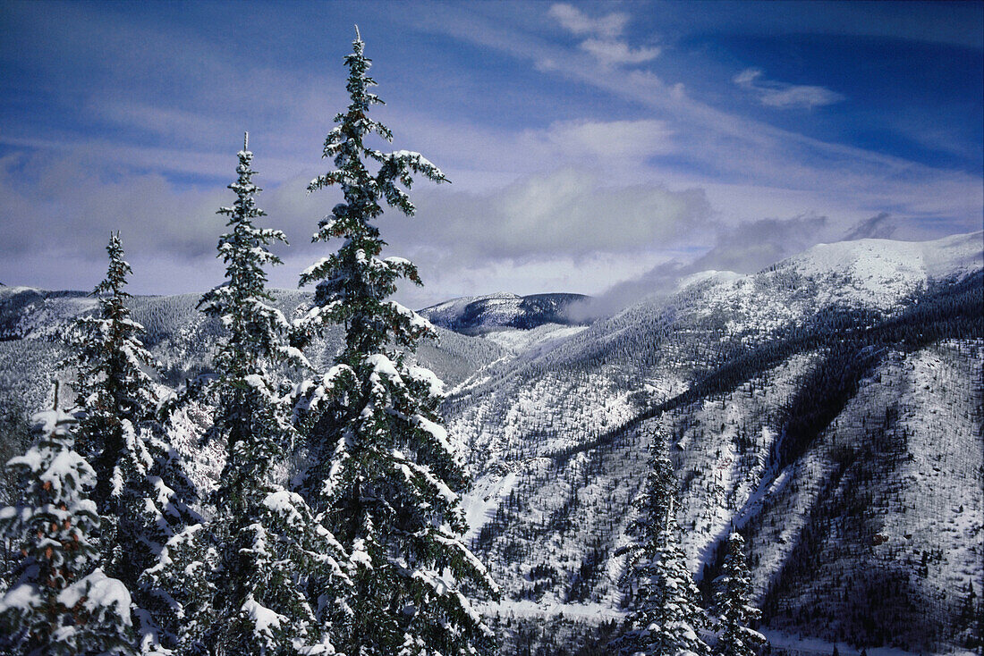 Trees on a snow covered landscape, Taos Ski Valley, Taos, New Mexico, USA
