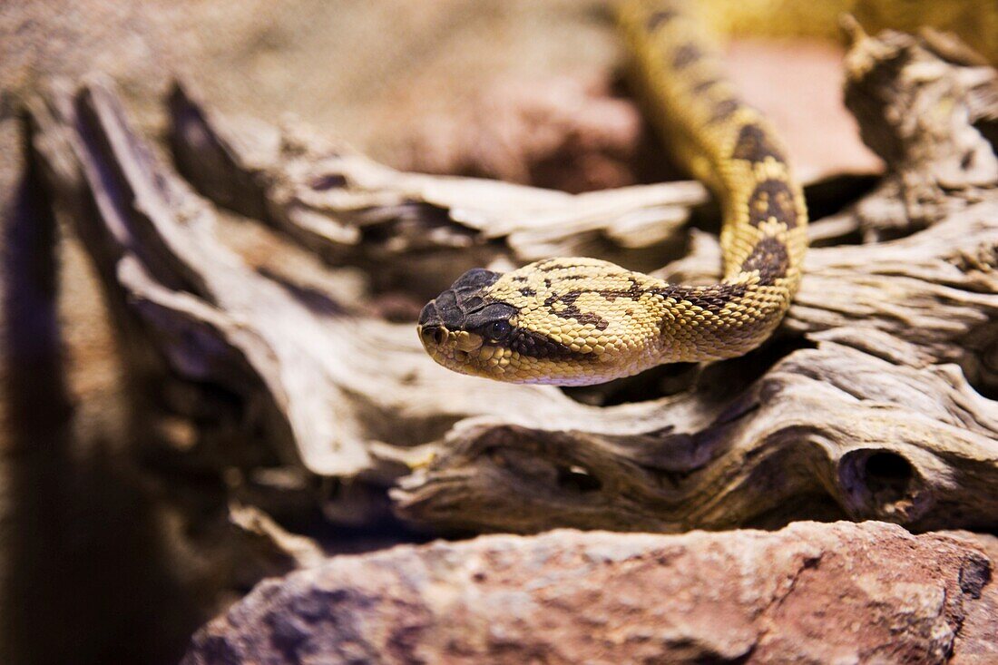 Rattlesnake slithering across a piece of dried out wood, Rattlesnake Museum, Marfa, Texas, USA