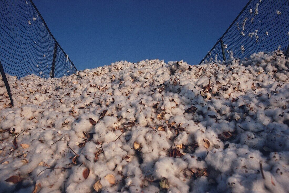Geerntete Baumwolle in einem Anhänger, Texas, USA