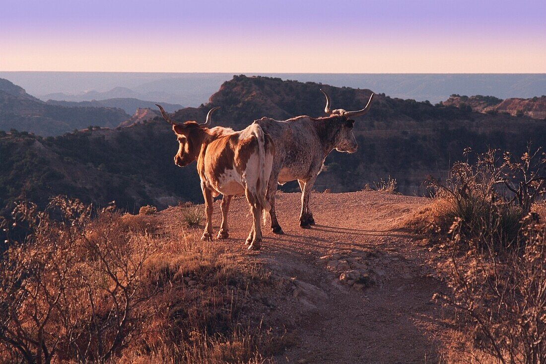 Texas Longhorn-Rinder stehen am Rand eines Bergrückens im Palo Duro Canyon State Park, Randall County, Texas, USA