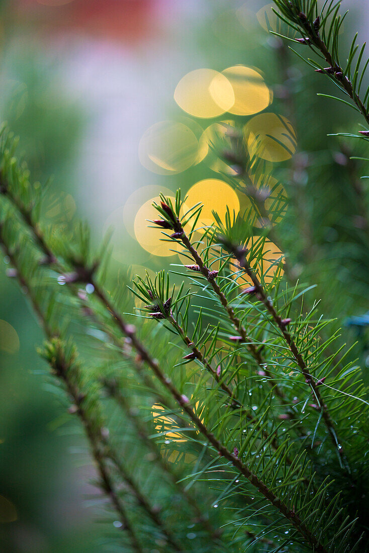 Fir Branches against Christmas light orbs.