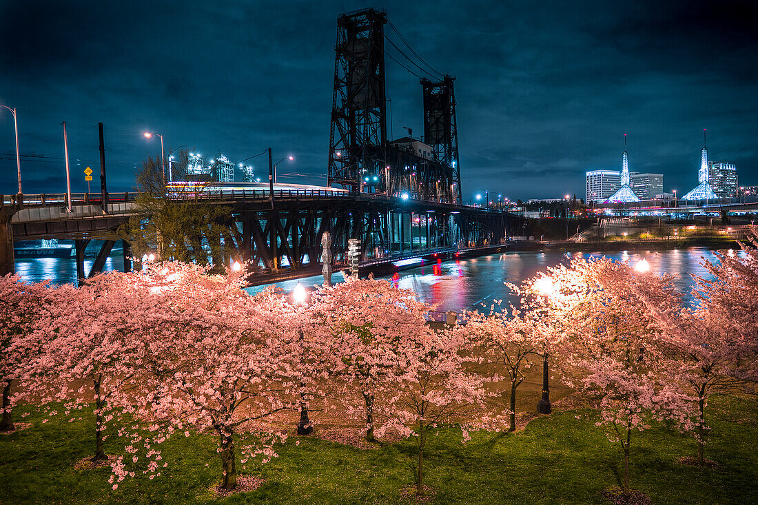 Cherry blossom trees on Portland's Tom Mccall Waterfront park at night.