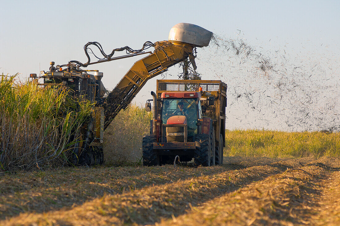Schwere Maschinen, die Zuckerrohr im Feld ernten und sammeln