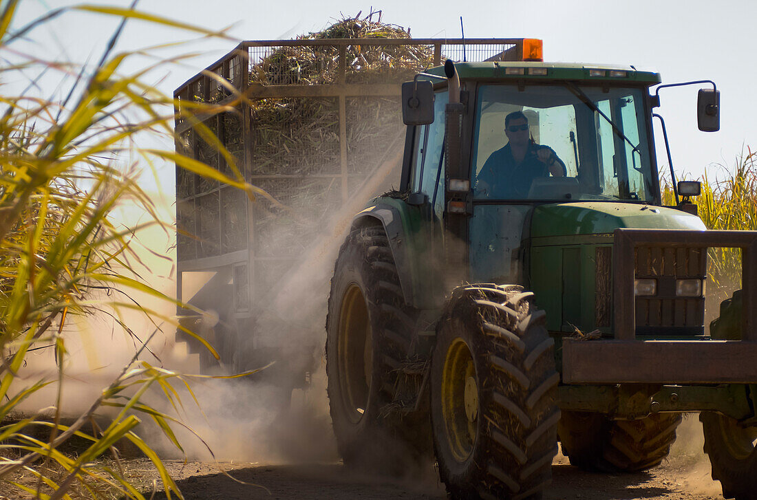 Traktor zieht Last von geschnittenem Zuckerrohr durch Zuckerrohrfeld