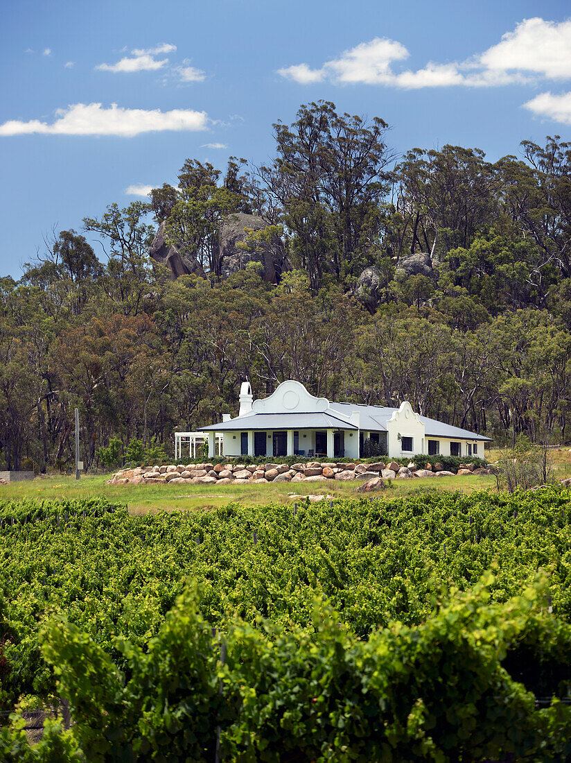 View across vineyard looking towards homestead and native trees behind