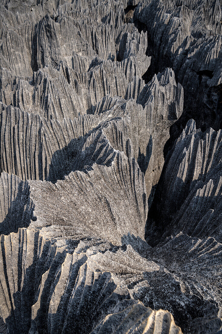 Detail der scharfkantigen Karstlandschaft, Nationalpark Tsingy de Bemaraha, Madagaskar, Provinz Mahajanga, Afrika, UNESCO Weltnaturerbe