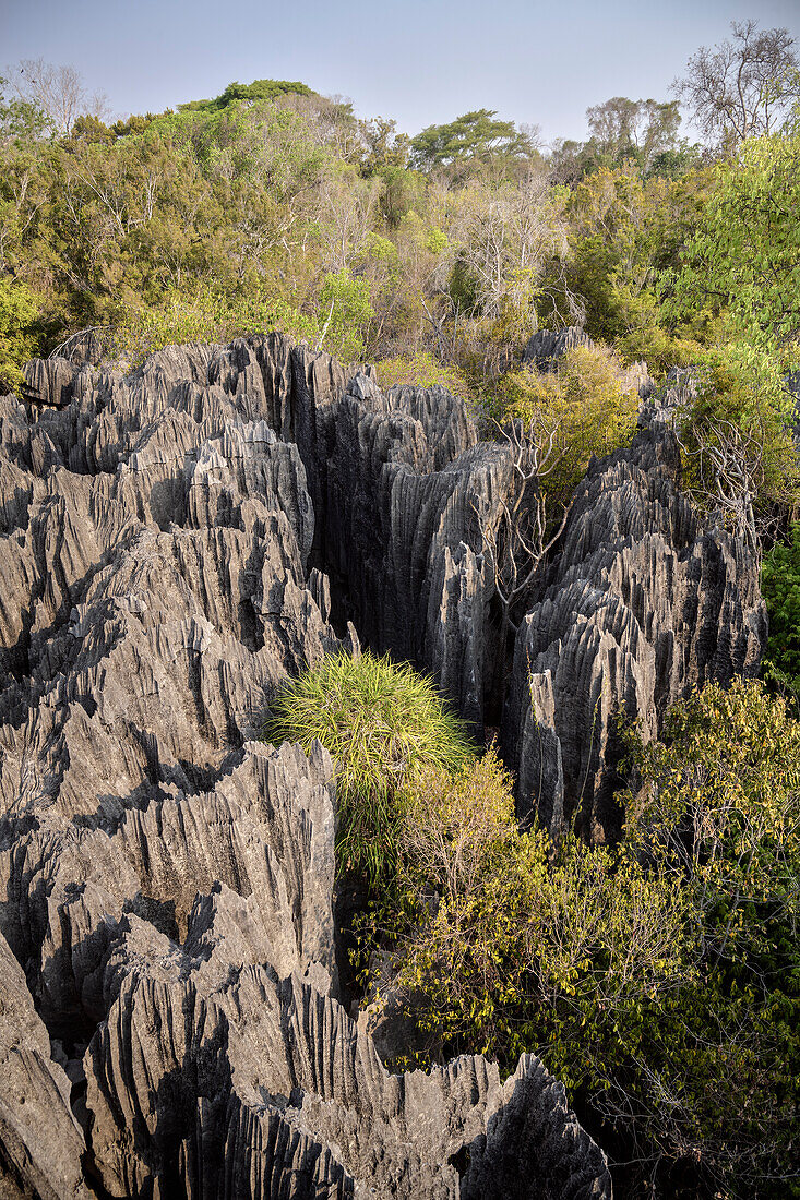 sharp-edged karst landscape, Tsingy de Bemaraha National Park, Madagascar, Mahajanga Province, Africa, UNESCO World Heritage Site