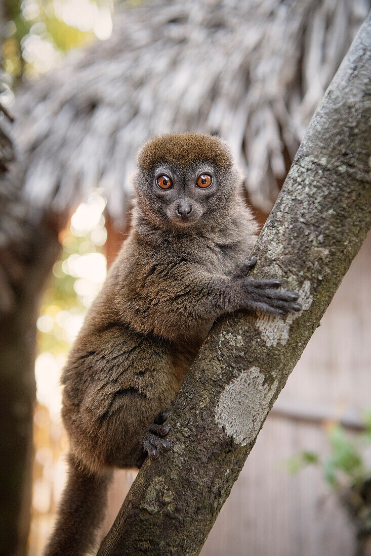 Lemur at Lake Farihy Ampitabe, Canal des Pangalanes, Madagascar, Africa