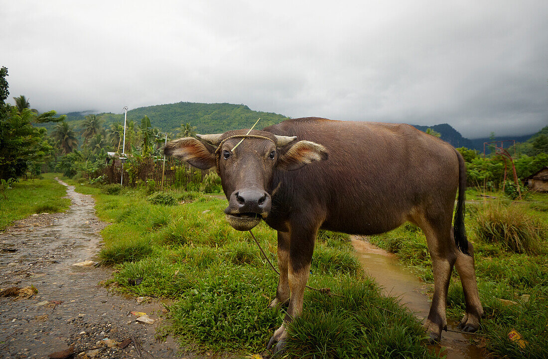 Büffel gefesselt in einem ländlichen Dorf außerhalb von Calapan City - Philippinen