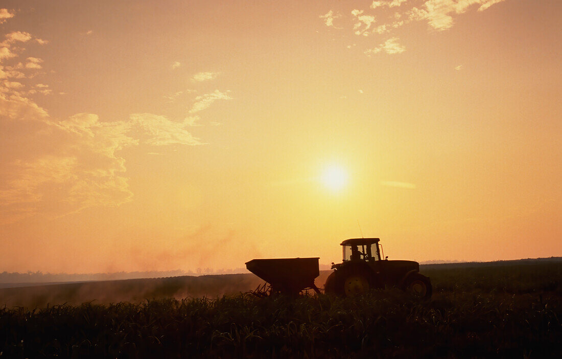 Tractor passing through pineapple crop spreading fertiliser