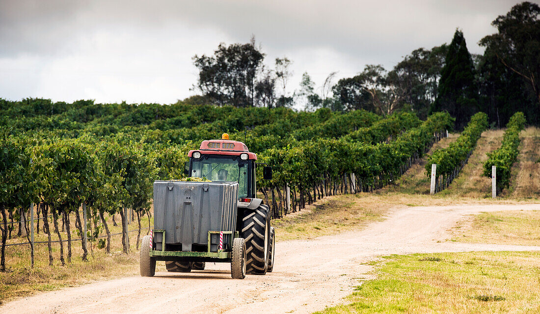 Tractor transporting large bins of grapes in vineyard