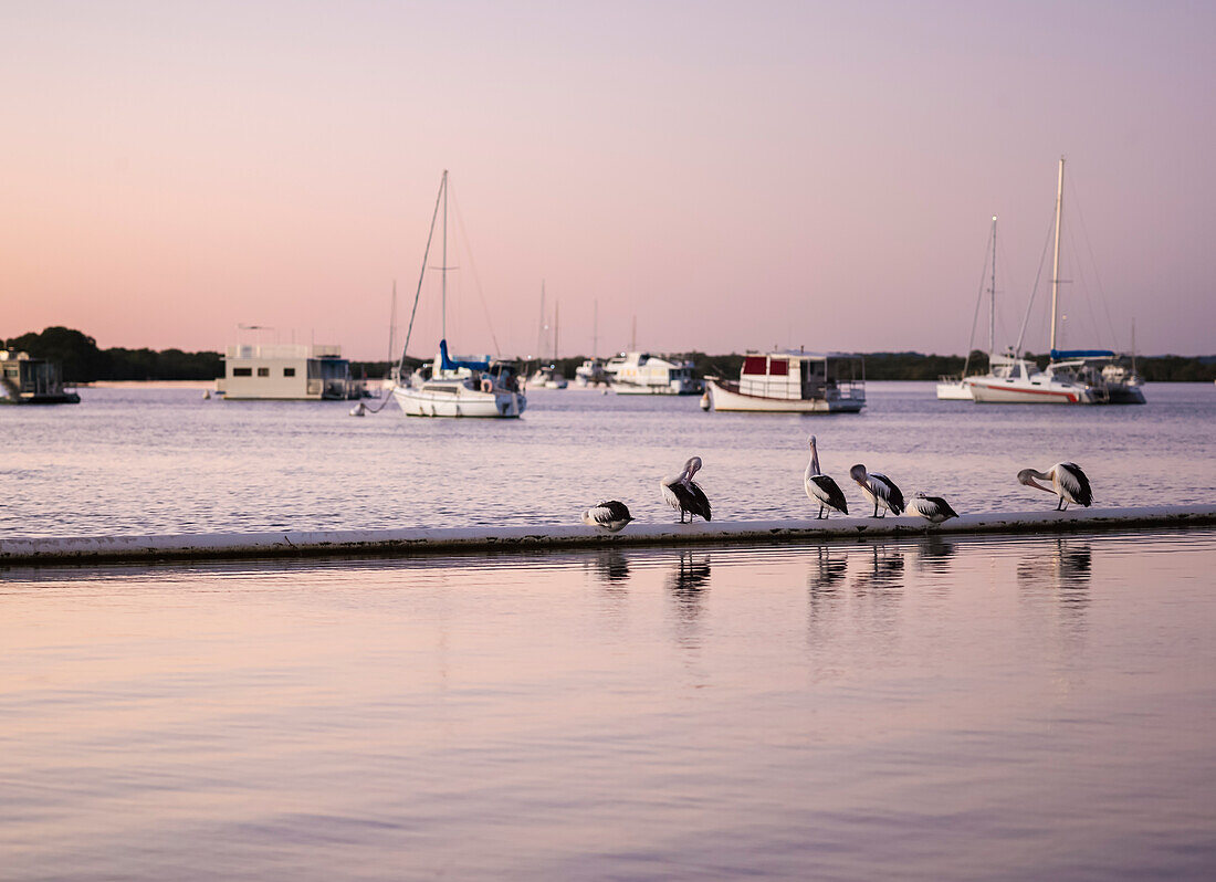 Pelikane, die auf einer Pipeline auf dem Breitwasser ruhen, und verankerte Boote im Hintergrund