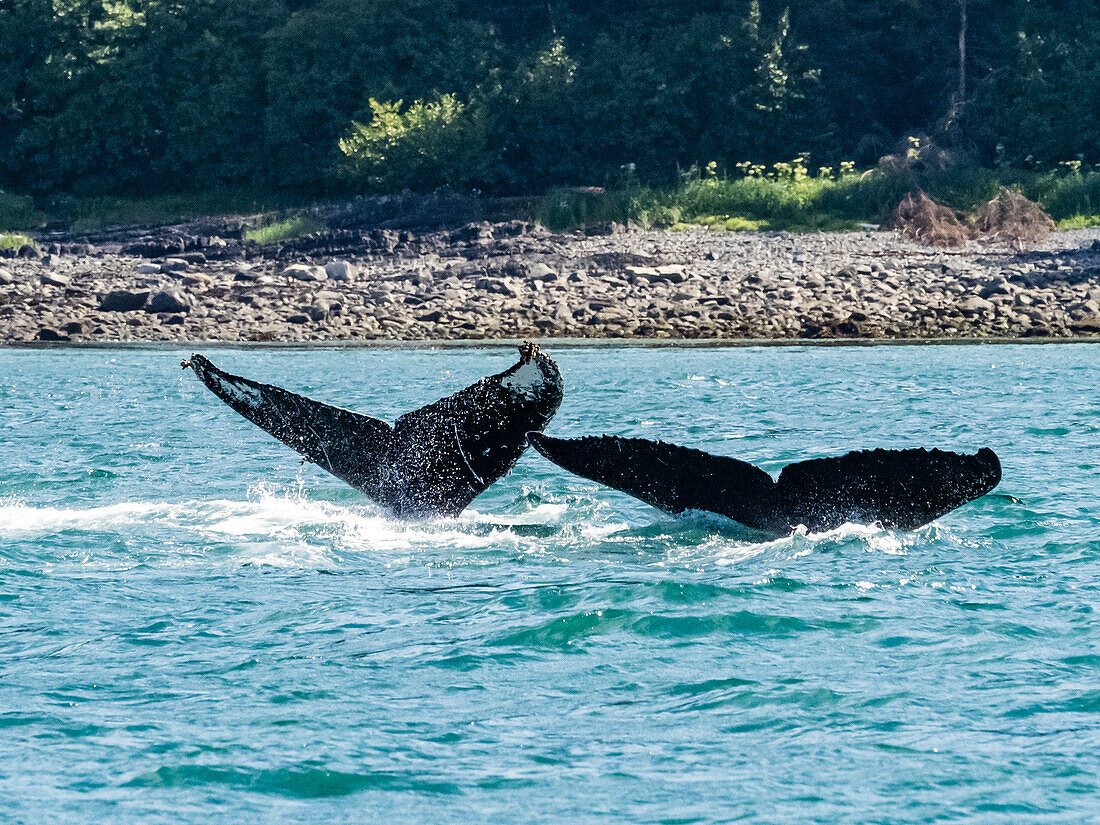 Whale Tails, Humpback Whales (Megaptera novaeangliae) lift their fluke in Icy Strait, Alaska's Inside Passage