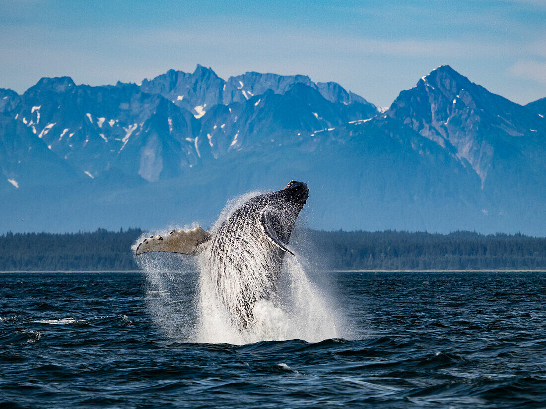 Sequence 2, Breaching Whale, Humpback Whale (Megaptera novaeangliae) jumps above the water in Icy Strait, Alaska's Inside Passage