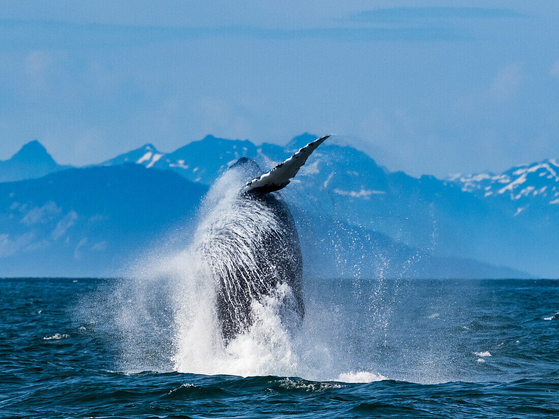 Sequence 5, Breaching Whale, Humpback Whale (Megaptera novaeangliae) jumps above the water in Icy Strait, Alaska's Inside Passage