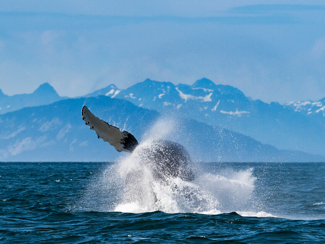 Sequence 9, Breaching Whale, Humpback Whale (Megaptera novaeangliae) jumps above the water in Icy Strait, Alaska's Inside Passage