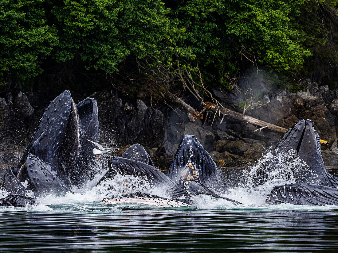 Öffnen Sie den Mund, füttern Buckelwale (Megaptera novaeangliae) in der Chatham Strait, Alaskas Inside Passage