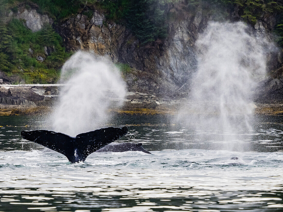 Wal bläst, Fluken und Flossen, Fütterung von Buckelwalen (Megaptera novaeangliae) in der Chatham Strait, Alaskas Inside Passage