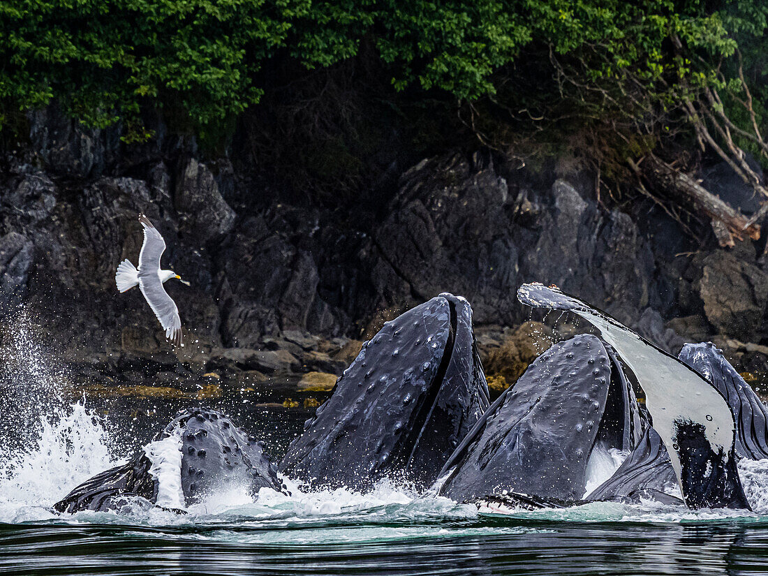 Öffnen Sie den Mund, füttern Buckelwale (Megaptera novaeangliae) in der Chatham Strait, Alaskas Inside Passage