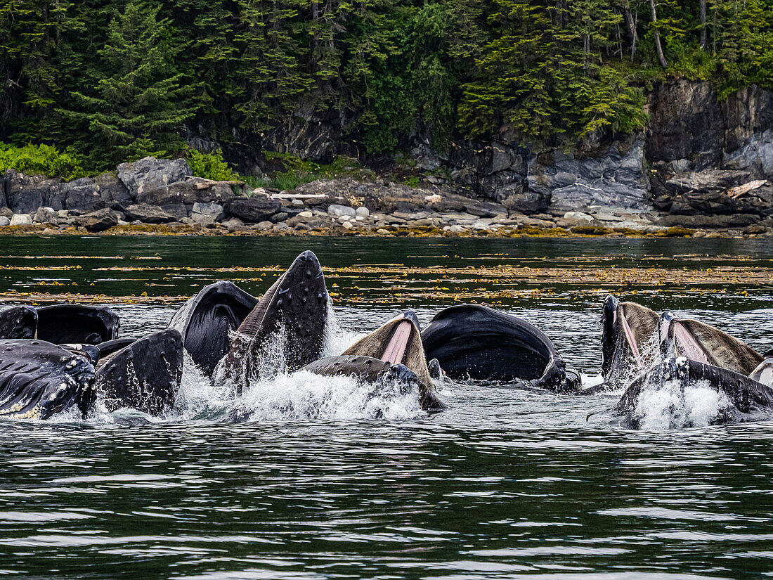 Open mouths, Feeding Humpback Whales (Megaptera novaeangliae) in Chatham Strait, Alaska's Inside Passage