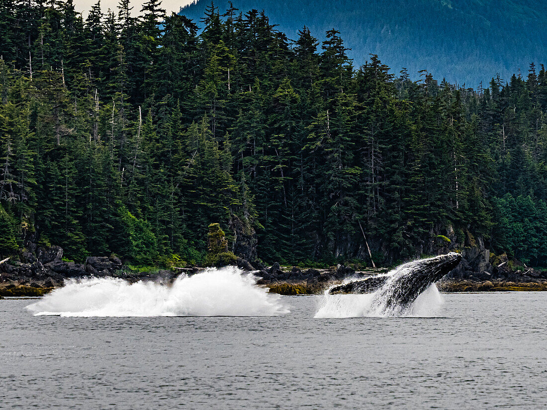 Breaching whales after feeding Humpback Whales (Megaptera novaeangliae) in Chatham Strait, Alaska's Inside Passage
