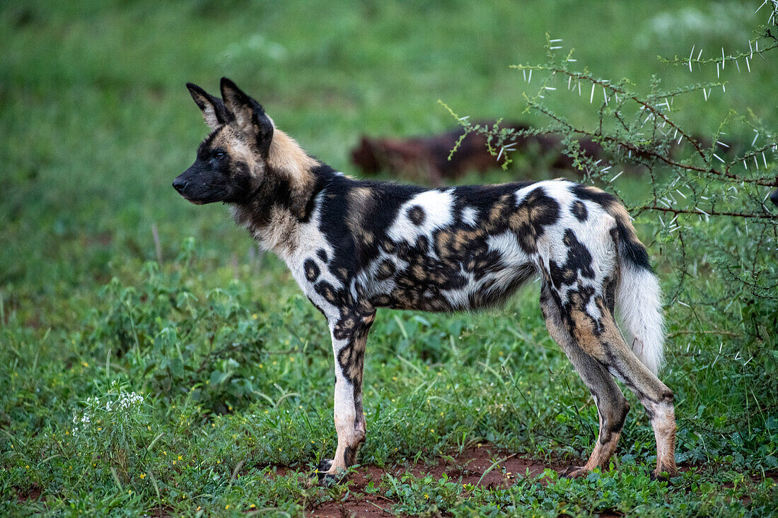 Afrikanischer Wildhund (Lycaon pictus) Profil