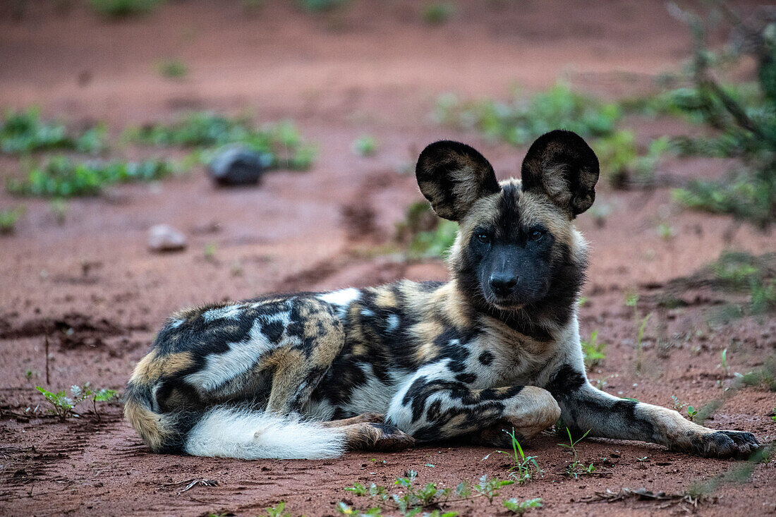 Afrikanischer Wildhund (Lycaon pictus) liegend