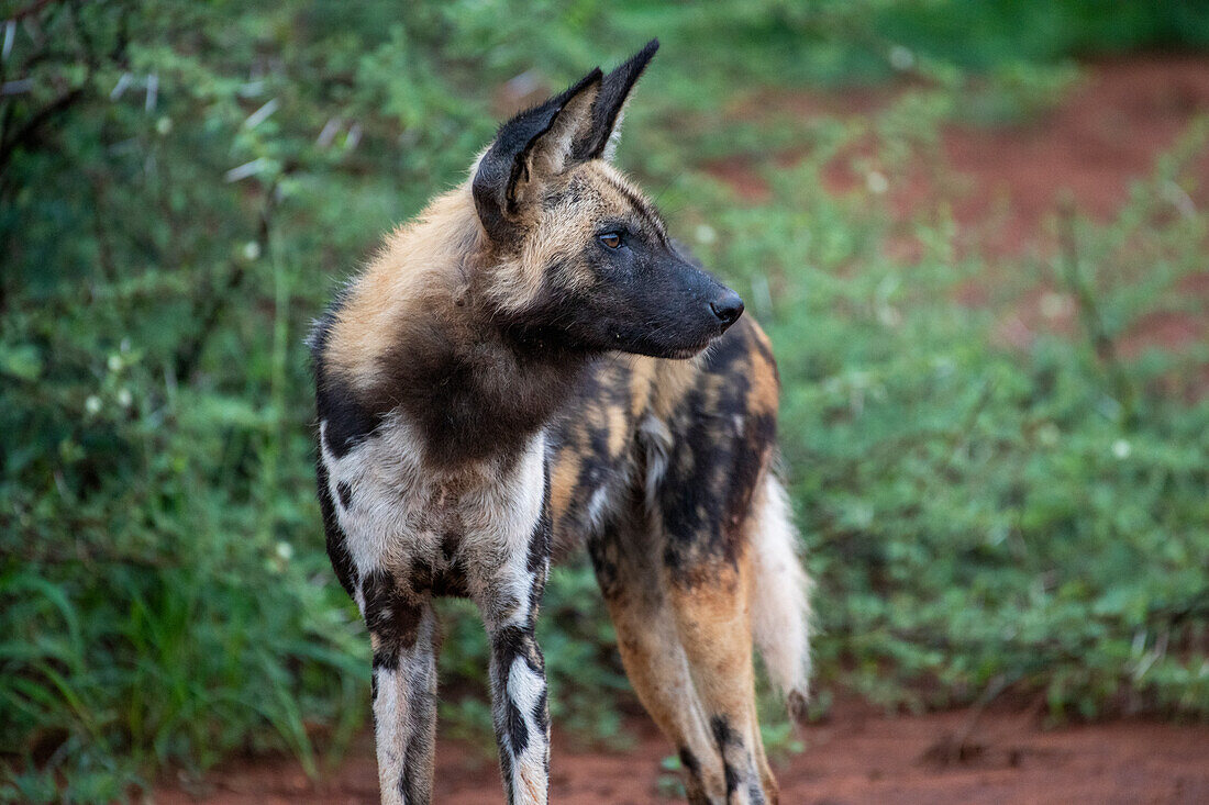 Afrikanischer Wildhund (Lycaon pictus) nach rechts schauend