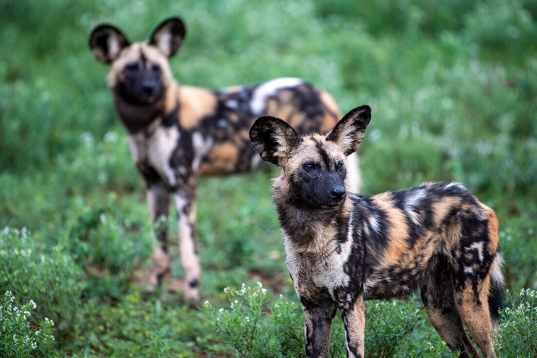 Zwei afrikanische Wildhunde (Lycaon pictus)