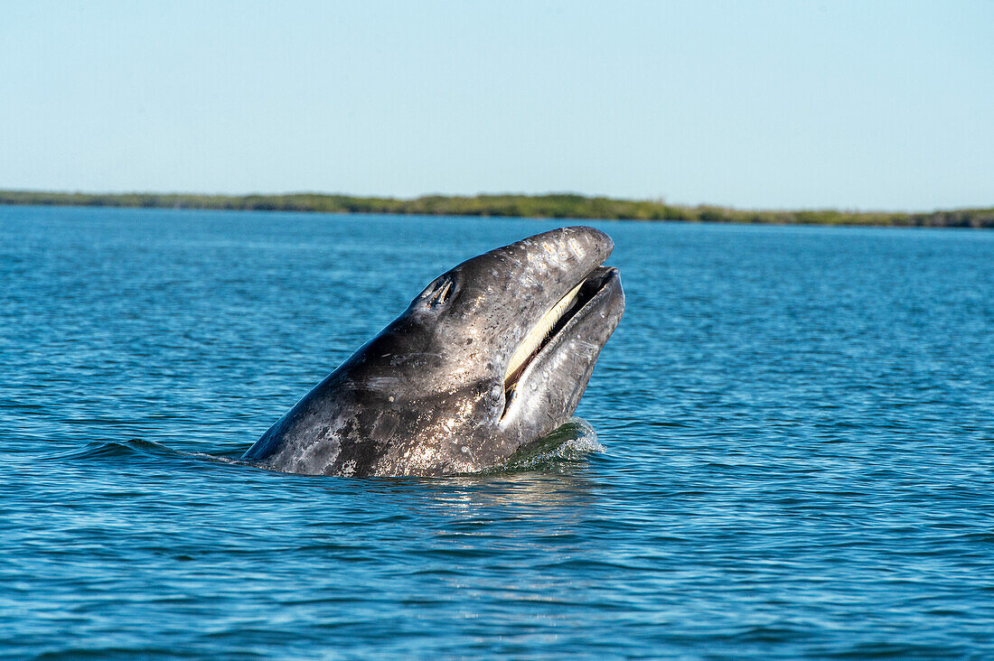 Young gray whale spy hopping with mouth open in Magdalena Bay