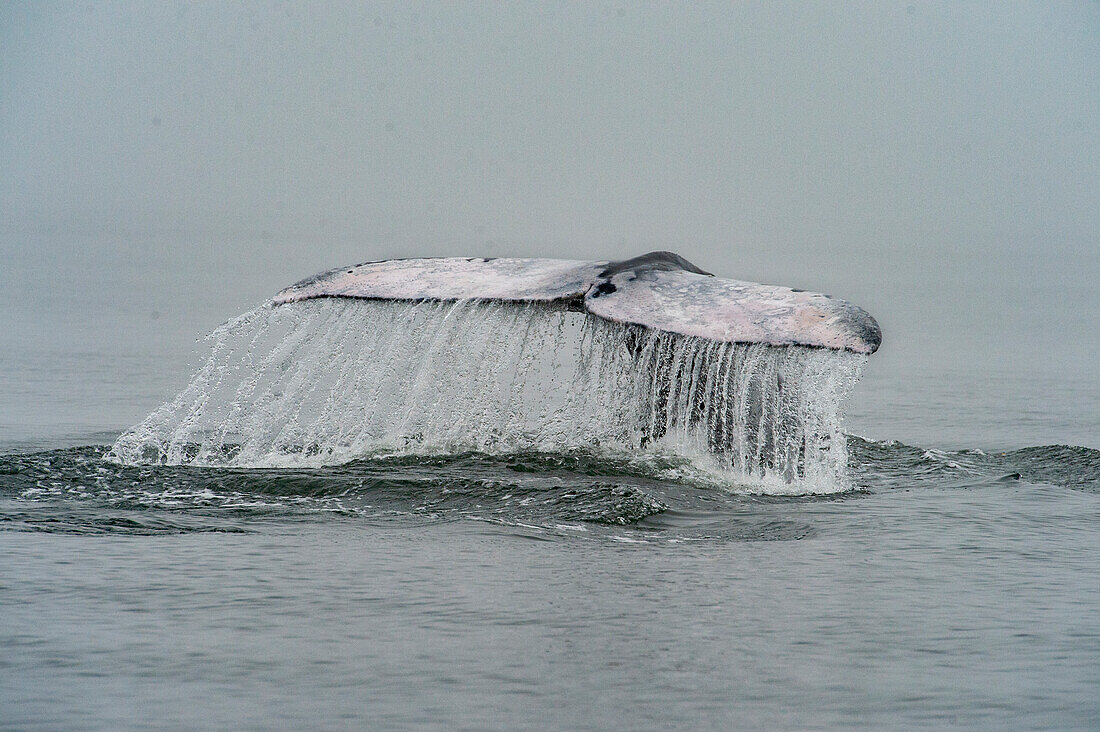 gray whale tail with water running off of it