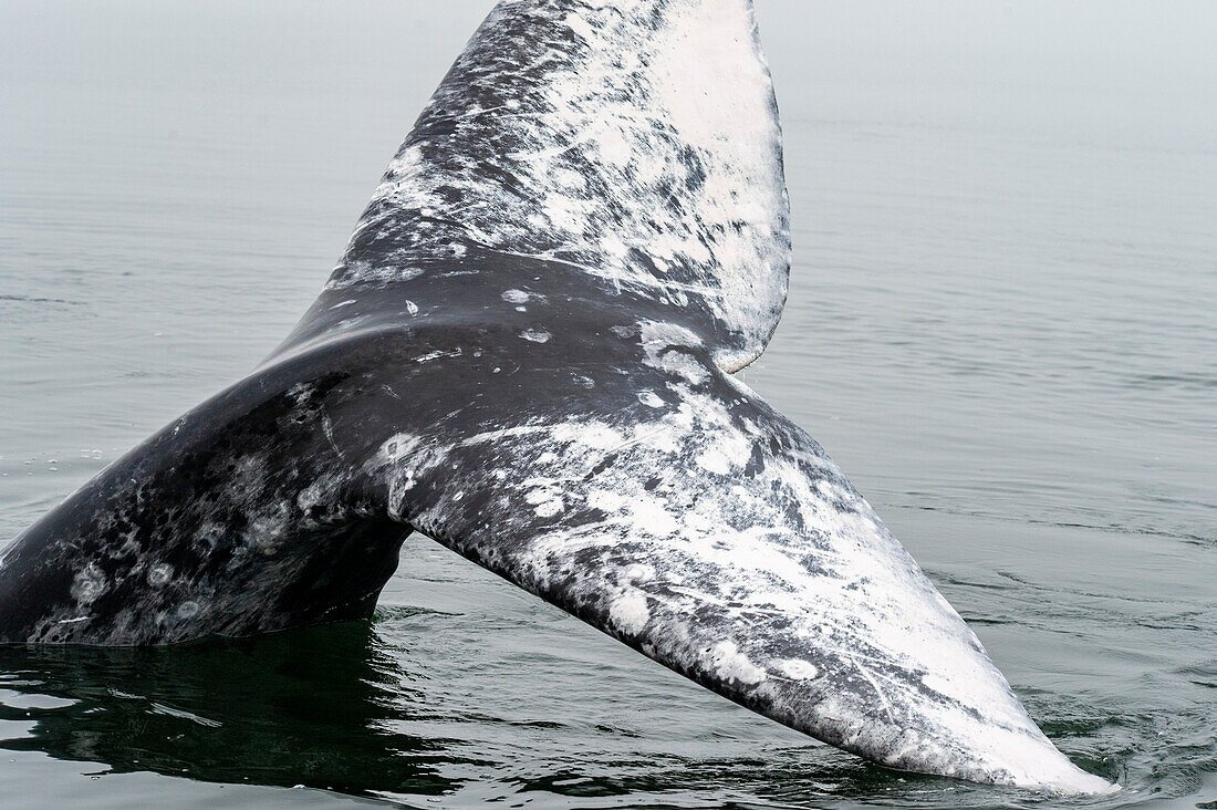 gray whale tail or fluke
