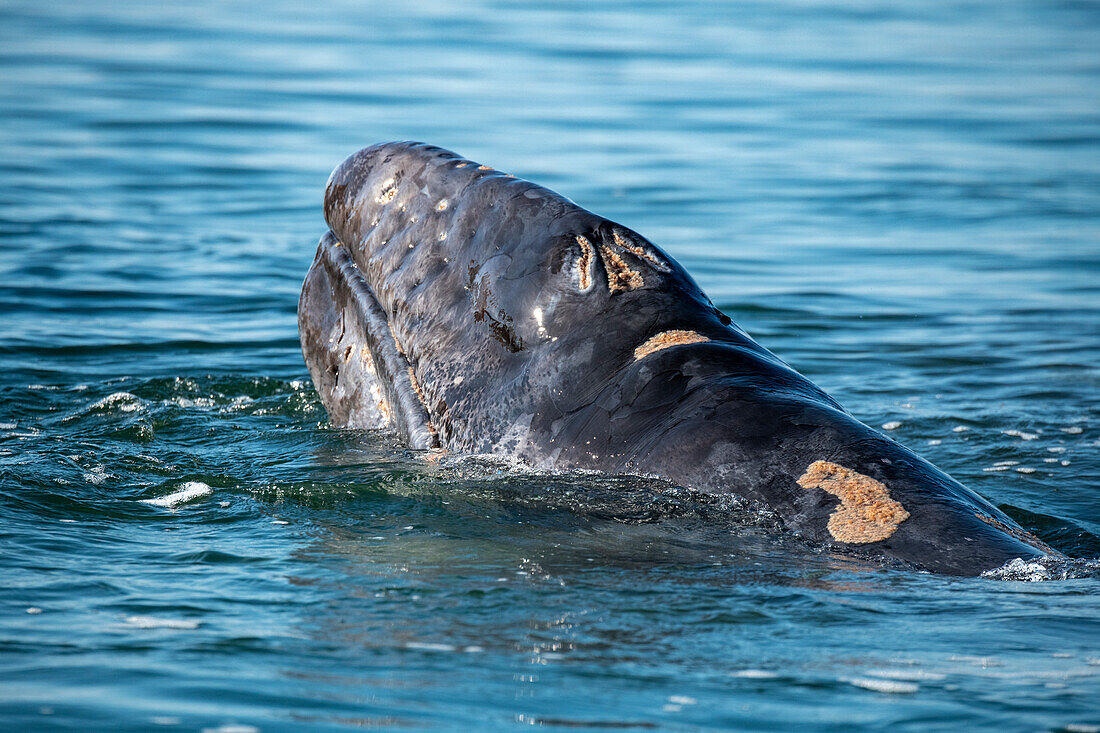 Grauwal (Eschrichtius robustus)