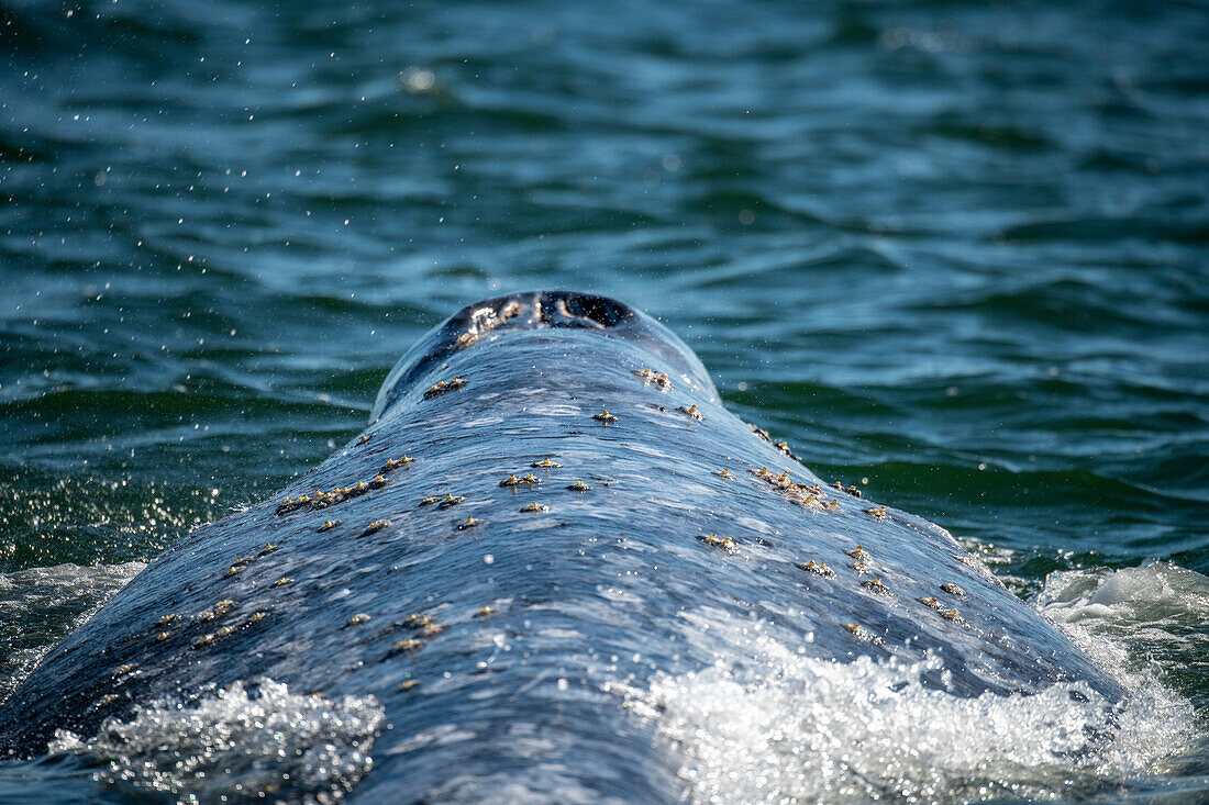 Grauwal (Eschrichtius robustus)