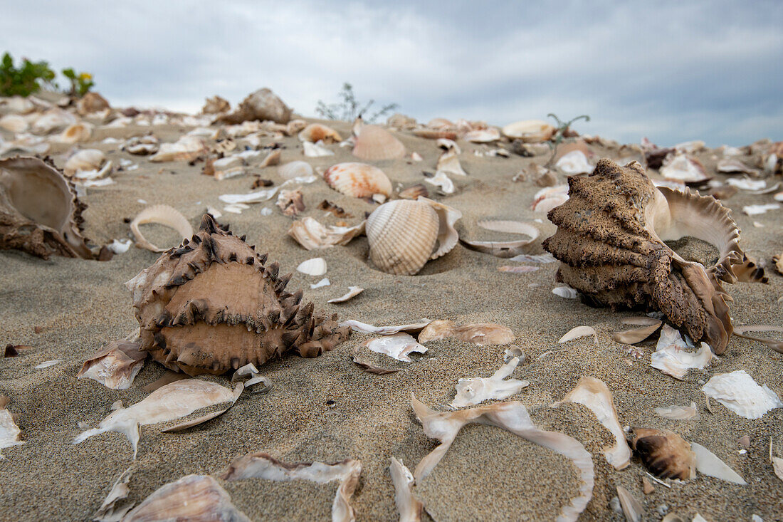 Shells on Magdalena Bay beach in Baja California Sur