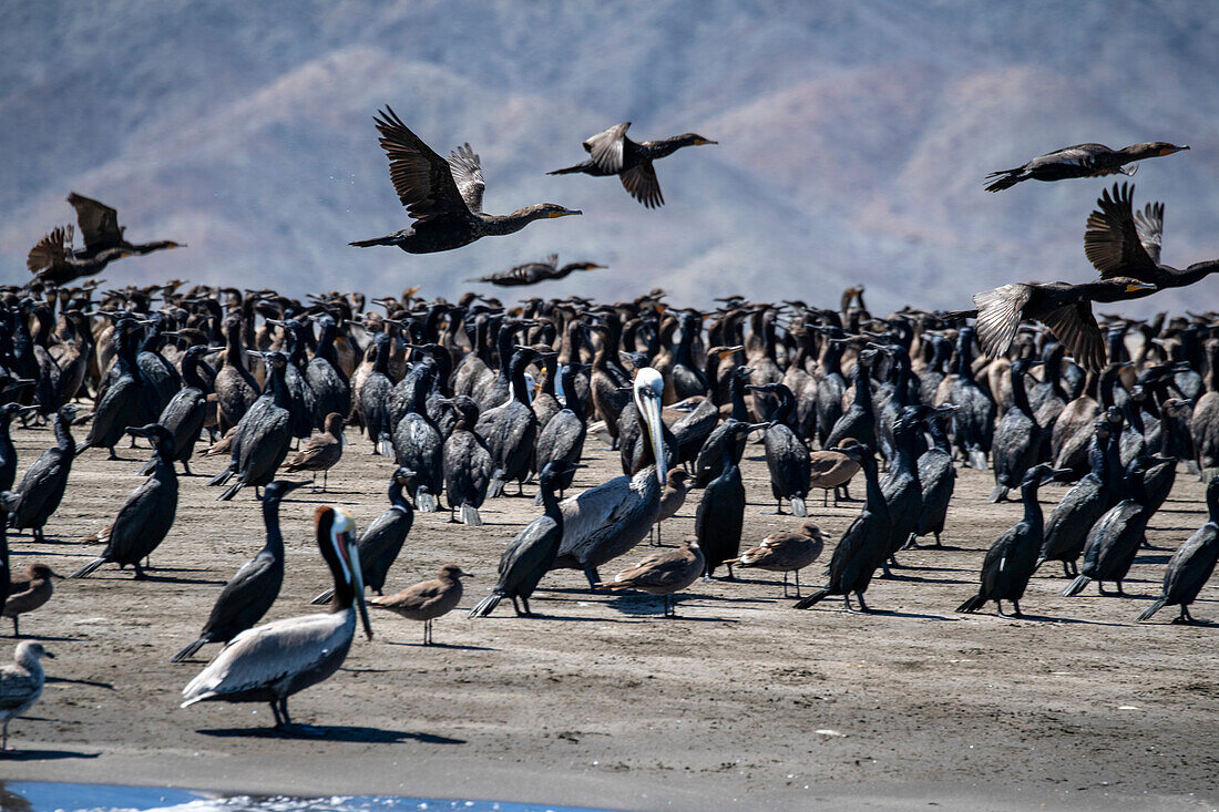 Cormorants on beach, Baja California Sur, Magdalena Bay, Mexico