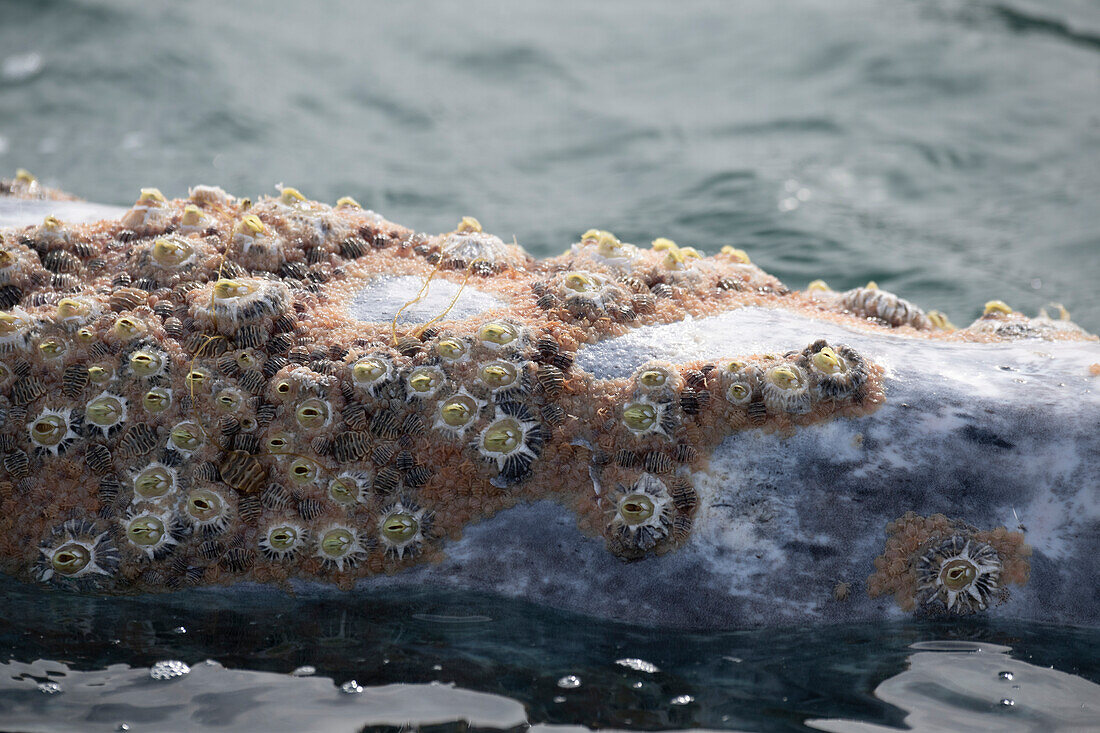 Callosities (whale Lice) on head of gray whale. Gray whale (Eschrichtius robustus)