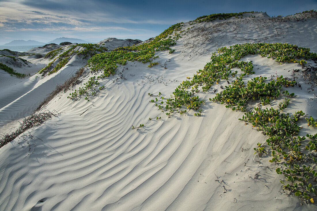 Sanddünen. Magdalena-Bucht, Baja California Sur, Mexiko. Sanddüne