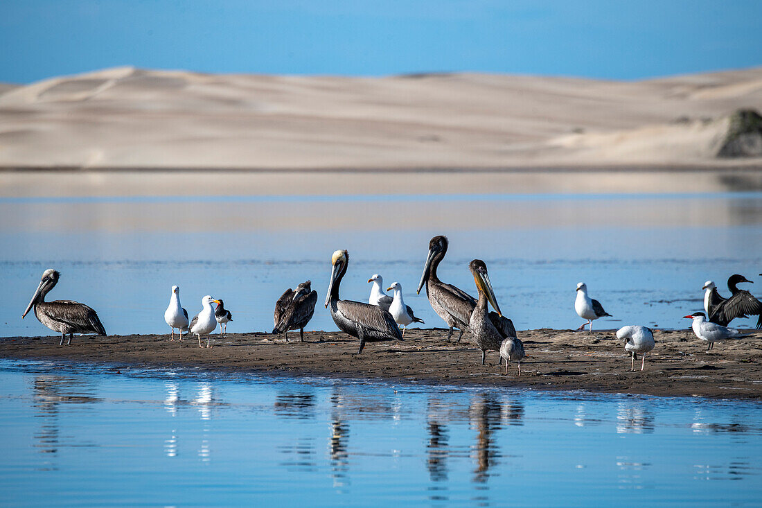 Cormorants birds on sand bar in Magdalena Bay