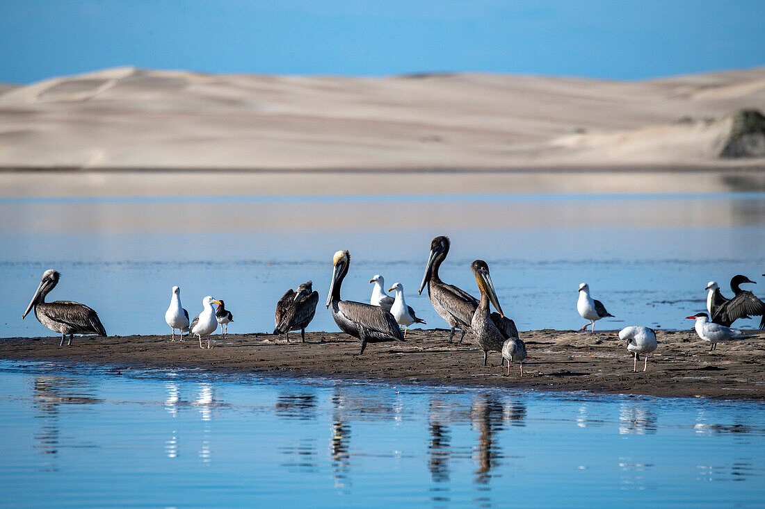 Kormoranvögel auf Sandbank in Magdalena Bay