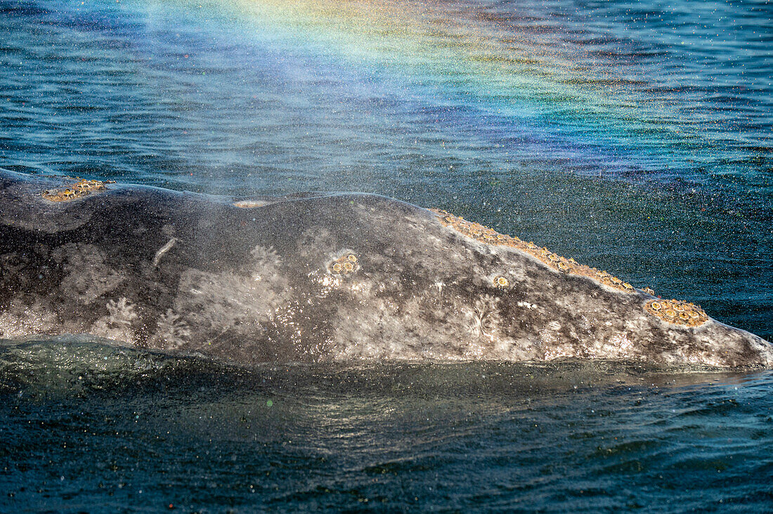 Grauwal mit Regenbogenauslauf. Grauwal (Eschrichtius robustus)